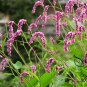 Polygonum Orientale, Oriental Persicaria Seed 2000 PCS, Shui Hong Hua