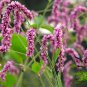 Polygonum Orientale, Oriental Persicaria Seed 2000 PCS, Shui Hong Hua