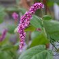 Polygonum Orientale, Oriental Persicaria Seed 2000 PCS, Shui Hong Hua