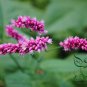 Polygonum Orientale, Oriental Persicaria Seed 2000 PCS, Shui Hong Hua