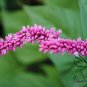 Polygonum Orientale, Oriental Persicaria Seed 2000 PCS, Shui Hong Hua