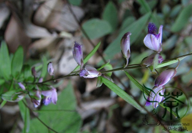 Polygala Tenuifolia, Common Polygala Seed 1000 PCS, Yuan Zhi