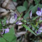 Polygala Tenuifolia, Common Polygala Seed 1000 PCS, Yuan Zhi