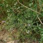 Polygala Tenuifolia, Common Polygala Seed 1000 PCS, Yuan Zhi
