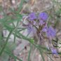 Polygala Tenuifolia, Common Polygala Seed 1000 PCS, Yuan Zhi