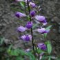 Polygala Tenuifolia, Common Polygala Seed 1000 PCS, Yuan Zhi