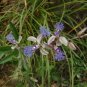 Polygala Tenuifolia, Common Polygala Seed 1000 PCS, Yuan Zhi