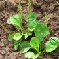 Plantago Asiatica 3000 PCS, Semen Plantaginis Seed 3000 PCS, Plantago Depressa Che Qian Zi