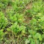 Plantago Asiatica 3000 PCS, Semen Plantaginis Seed 3000 PCS, Plantago Depressa Che Qian Zi