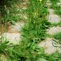 Plantago Asiatica 3000 PCS, Semen Plantaginis Seed 3000 PCS, Plantago Depressa Che Qian Zi