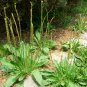 Plantago Asiatica 3000 PCS, Semen Plantaginis Seed 3000 PCS, Plantago Depressa Che Qian Zi