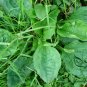 Plantago Asiatica 3000 PCS, Semen Plantaginis Seed 3000 PCS, Plantago Depressa Che Qian Zi