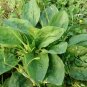 Plantago Asiatica 3000 PCS, Semen Plantaginis Seed 3000 PCS, Plantago Depressa Che Qian Zi