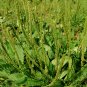 Plantago Asiatica 3000 PCS, Semen Plantaginis Seed 3000 PCS, Plantago Depressa Che Qian Zi