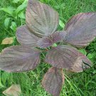 Perilla Frutescens, Beefsteak Plant Zi-su Seed 10000 PCS, Korean Perilla Zi Su