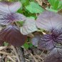 Perilla Frutescens, Beefsteak Plant Zi-su Seed 10000 PCS, Korean Perilla Zi Su