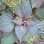 Perilla Frutescens, Beefsteak Plant Zi-su Seed 10000 PCS, Korean Perilla Zi Su