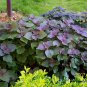 Perilla Frutescens, Beefsteak Plant Zi-su Seed 10000 PCS, Korean Perilla Zi Su