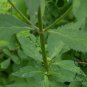 Patrinia Villosa, White Patrinia Seed 5000 PCS, Bai Hua Bai Jiang