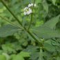 Patrinia Villosa, White Patrinia Seed 5000 PCS, Bai Hua Bai Jiang