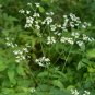 Patrinia Villosa, White Patrinia Seed 5000 PCS, Bai Hua Bai Jiang