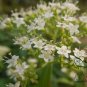 Patrinia Villosa, White Patrinia Seed 5000 PCS, Bai Hua Bai Jiang