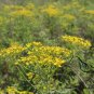 Patrinia Scabiosifolia, Golden Lace Seed 5000 PCS, Huanghua Bai Jiang