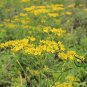Patrinia Scabiosifolia, Golden Lace Seed 5000 PCS, Huanghua Bai Jiang
