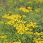 Patrinia Scabiosifolia, Golden Lace Seed 5000 PCS, Huanghua Bai Jiang