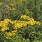 Patrinia Scabiosifolia, Golden Lace Seed 5000 PCS, Huanghua Bai Jiang