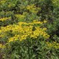 Patrinia Scabiosifolia, Golden Lace Seed 5000 PCS, Huanghua Bai Jiang
