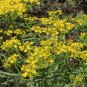 Patrinia Scabiosifolia, Golden Lace Seed 5000 PCS, Huanghua Bai Jiang