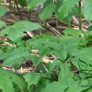 Panax Quinquefolius, American Ginseng Seed 200 PCS, Xiyangshen