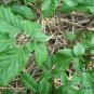 Panax Quinquefolius, American Ginseng Seed 200 PCS, Xiyangshen