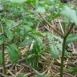 Panax Quinquefolius, American Ginseng Seed 200 PCS, Xiyangshen