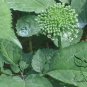 Panax Quinquefolius, American Ginseng Seed 200 PCS, Xiyangshen