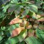 Panax Quinquefolius, American Ginseng Seed 200 PCS, Xiyangshen