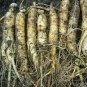 Panax Quinquefolius, American Ginseng Seed 200 PCS, Xiyangshen