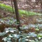 Panax Notoginseng, Tienchi Ginseng Seed 200 PCS, Sanchi Sanqi