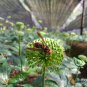 Panax Notoginseng, Tienchi Ginseng Seed 200 PCS, Sanchi Sanqi