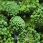 Panax Notoginseng, Tienchi Ginseng Seed 200 PCS, Sanchi Sanqi