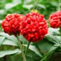 Panax Notoginseng, Tienchi Ginseng Seed 200 PCS, Sanchi Sanqi