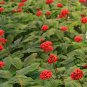 Panax Ginseng, Chinese Ginseng Seed 200 PCS, Korean Ginseng Renshen