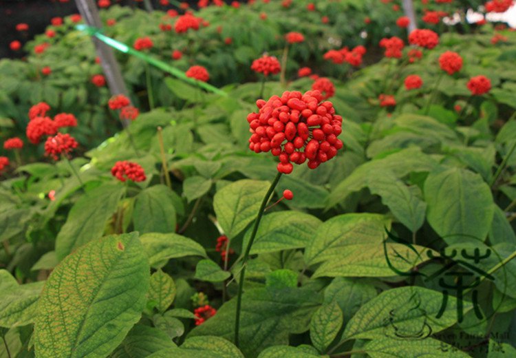 Panax Ginseng, Chinese Ginseng Seed 200 PCS, Korean Ginseng Renshen