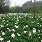 Paeonia Lactiflora, Garden Peony Seed 300 PCS, Chinese Peony Shao Yao