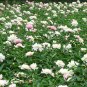 Paeonia Lactiflora, Garden Peony Seed 300 PCS, Chinese Peony Shao Yao