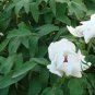 Paeonia Lactiflora, Garden Peony Seed 300 PCS, Chinese Peony Shao Yao