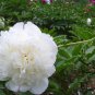 Paeonia Lactiflora, Garden Peony Seed 300 PCS, Chinese Peony Shao Yao