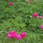 Paeonia Lactiflora, Garden Peony Seed 300 PCS, Chinese Peony Shao Yao