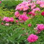 Paeonia Lactiflora, Garden Peony Seed 300 PCS, Chinese Peony Shao Yao